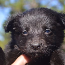 Salem - Black & white male Australian Shepherd puppy in Dade City, Florida from Autumn Fall Aussies