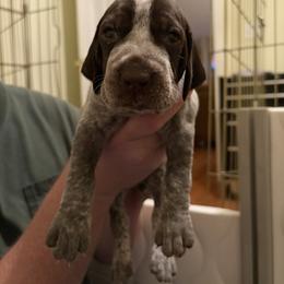 Purple - Liver and white female German Shorthaired Pointer puppy in Ash Flat, Arkansas from SmokePoint GSPs