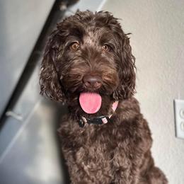 Goldendoodles and Labradoodles from Kurly K’s Doodles