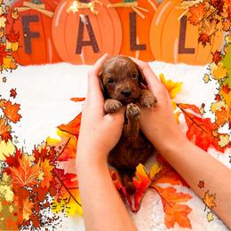 Saturday - Red  male Goldendoodle puppy in Kissimmee, Florida from Poodle Doodle Kennels