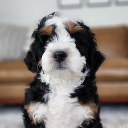 Bernedoodles and Sheepadoodles from Salt & Snow Pups