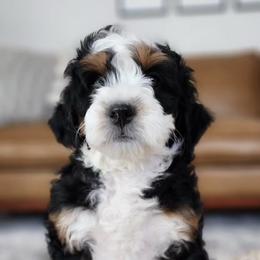 Bernedoodles and Sheepadoodles from Salt & Snow Pups