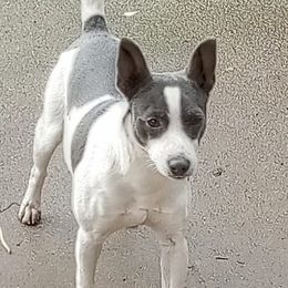 Daithi (DA-HE) - Rat Terrier