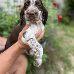 English Springer Spaniel Puppies from Cherokee Springers of NWFL