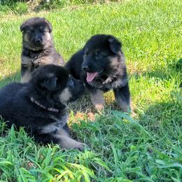 German Shepherd Puppies from Black Swan German Shepherd Dog