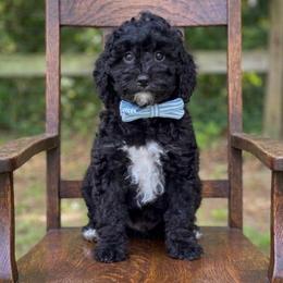 Fred - Black male Goldendoodle puppy in Cleveland, Tennessee from Edgewater Doodles & Designer Pups