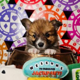 Lucky- full-length tail - Red male Pembroke Welsh Corgi puppy in Deming, New Mexico from Dragon Ridge Corgis