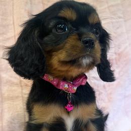Lulu - Black and tan female Cavalier King Charles Spaniel puppy in Temecula, California from Diamond Cavaliers