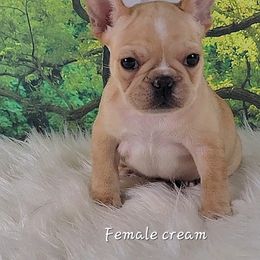 Bulldog and French Bulldog Puppies from Eclipse Bulldogs