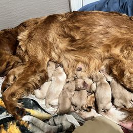 Golden Retriever Puppies from Sunshine Mountain Retrievers