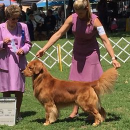 Rookie - Golden Retriever