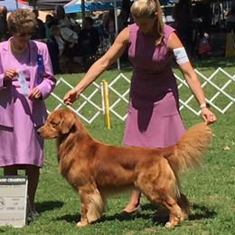 Rookie - Golden Retriever