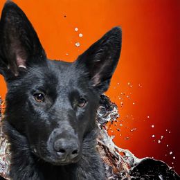 AK - German Shepherd