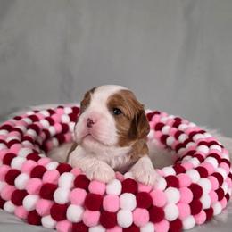 AKC Alice - Blenheim female Cavalier King Charles Spaniel puppy in Bonney Lake, Washington from House of Happy Cavaliers