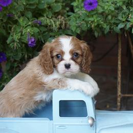 George - Blenheim male Cavalier King Charles Spaniel puppy in Lula, Georgia from Cavaliers by Crumley