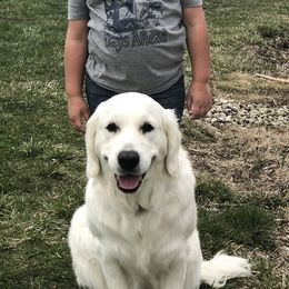 Golden Retriever All Grown Up from Pheasant Run Goldens
