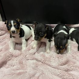 Teddy Roosevelt Terrier Puppies from Jefferson Farms