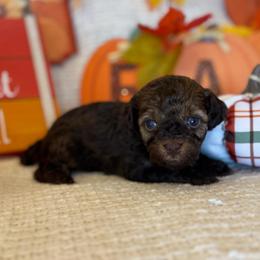 Cinnamon - Sable female Poodle puppy in Caldwell, Idaho from Leila Pearson