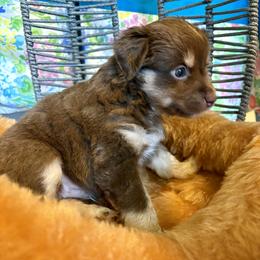 Wisteria - Red tri male Miniature Australian Shepherd puppy in Port Saint Lucie, Florida from Charlene Brannon's Mini Australian Shepherds