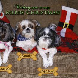 Shih Tzu All Grown Up from Cottage of Shih Tzu