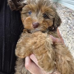Aussiedoodle Puppies from The Cuddly Dood Ranch