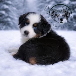 Luna - Black tri-color female Australian Shepherd puppy in Fultonville, New York from Sandy Aussies & Pomeranians