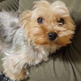 Lilly - Yorkshire Terrier