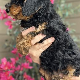 Bernedoodle Puppies from Eden Valley Bernedoodles