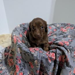 Pancake - Chocolate and tan female Dachshund puppy in Lyles, Tennessee from Knox Ridge Dachshunds