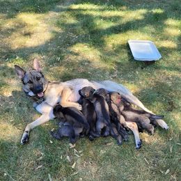 German Shepherds from Vom Haus Borchardt