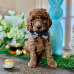 Black Collar - Red male Irish Doodle puppy in Indiahoma, Oklahoma from Farm Fresh Doodles