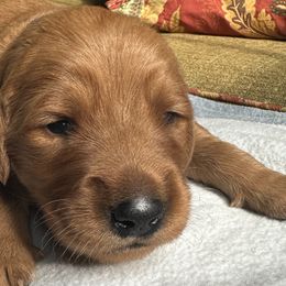 Oliver - Golden Retriever puppy from Green Mountain Golden Retrievers