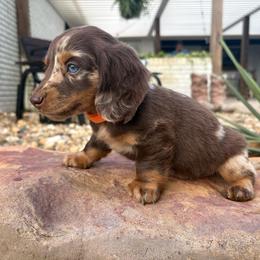 Finn - Dapple male Dachshund puppy in Hope, Arkansas from Duckett Lane Dachshunds