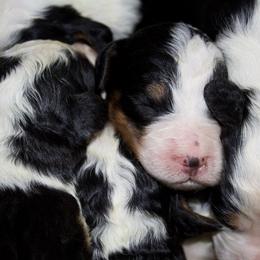 Male 3 - Tri-color male Bernedoodle puppy in Belgreen, Alabama from Scott’s Farm Poodles and Doodles