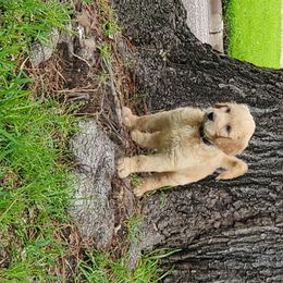 Goldendoodle Puppies from Soule Buddies