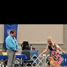 Ermahgerd - Chinese Shar-Pei