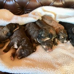 Bernedoodle Puppies from Cry Woof LLC