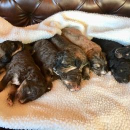 Bernedoodle Puppies from Cry Woof LLC