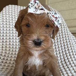 Jade - Apricot female Goldendoodle puppy in Gilbert, Arizona from DogHouse Doodles