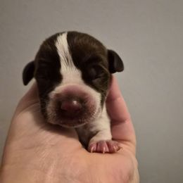 Holly - White and chestnut female Bracco Italiano puppy in Silver Summit, Utah from Snow Peak Kennel