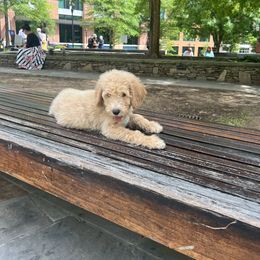 Poodle Puppies from The Breedery