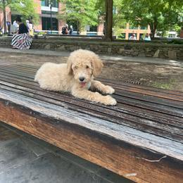 Poodle Puppies from The Breedery