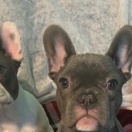 French Bulldogs from Danny's Frenchies