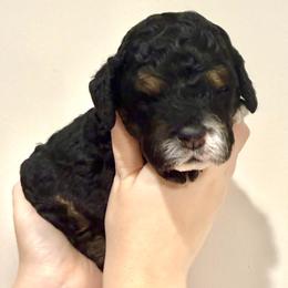 Rocky - Sable and white male Cockapoo puppy in Liberty, Kentucky from Kentucky Cockapoos