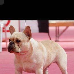 Chuck - French Bulldog
