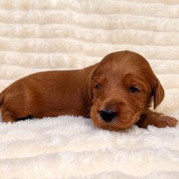 F1B Goldendoodle Sandy - Red  female Goldendoodle puppy in Redding, California from Casa Delarosa Collective Poodles & Doodles
