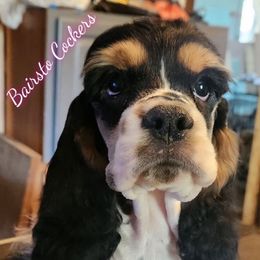 Boy 1 - Black white and tan male Cocker Spaniel puppy in Chadwick, Missouri from BairSto Cockers