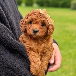 Honor - Red female Cockapoo puppy in Mt Bethel, Pennsylvania from Stasia’s Cutiepoos