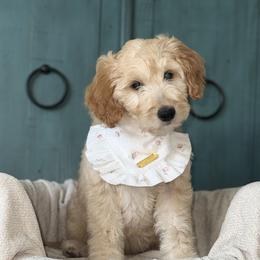 Guardian Home Needed for Daisy - Cream female Goldendoodle puppy in Layton, Utah from Gracious Doodle Dogs