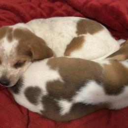 Beagles from Beagles on the Run